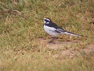 030110 e African pied wagtail St Lucia.jpg