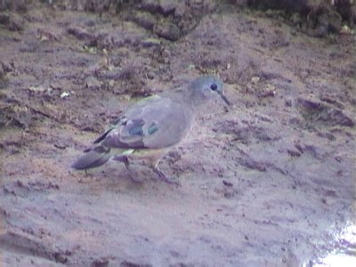 030112 d Emerald-spotted wood-dove Mkuze.jpg