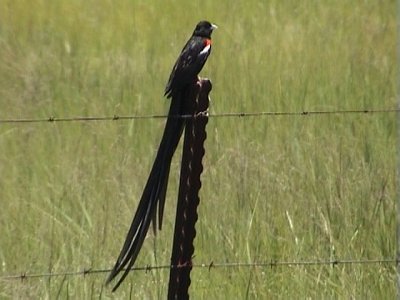 030114 j Long-tailed widowbird Wakkerstrom.jpg