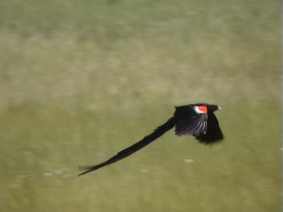 030114 kk Long-tailed widowbird Wakkerstrom.jpg