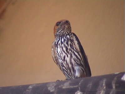 030115 ii Lesser-striped swallow Kruger NP.jpg