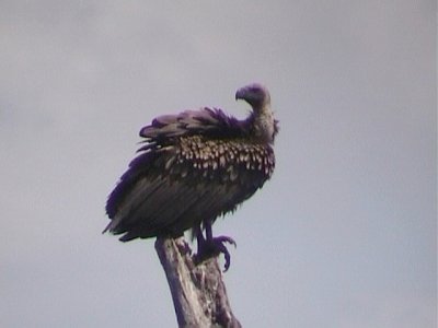 030115 l White-backed vulture Kruger NP.jpg