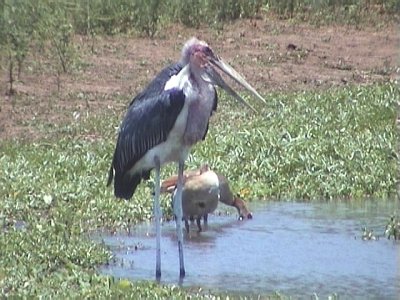 030116 l Marabou stork Kruger NP.jpg