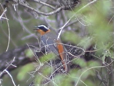 030116 m White-browed robin-chat Kruger NP.jpg