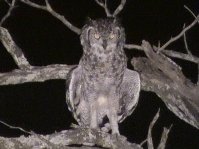 030116 mm Spotted eagle-owl Kruger NP.jpg