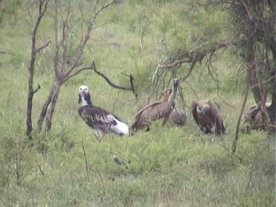 030117 i White-headed vulture Kruger NP.jpg