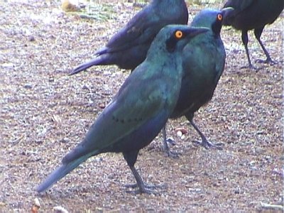 030117 l Greater blue-eared starling Kruger NP.jpg