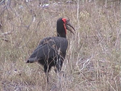 030117 o Southern ground-hornbill Kruger NP.jpg