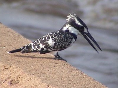 030117 yy Pied kingfisher Kruger NP.jpg