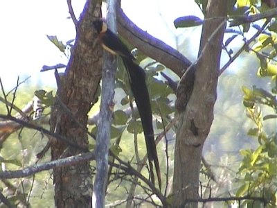 030119 m Long-tailed paradise-whydah Kruger NP.jpg