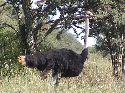 030122 ff Common ostrich Sandveld.jpg