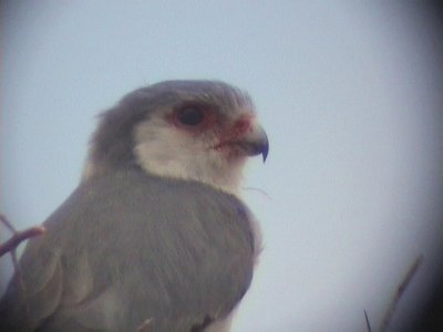 030123 ee Pygmy falcon Kimberley-Pofadder.jpg