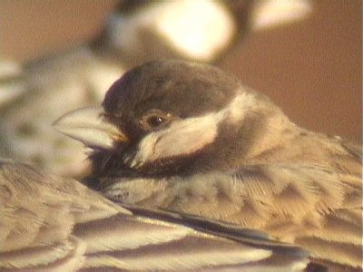 030124 cc Grey-backed sparrowlark Red dunes Pofadder.jpg