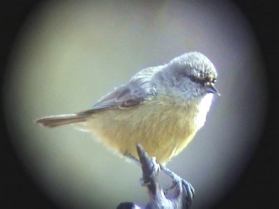 030126 b Cape penduline-tit Akkerendam.jpg