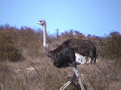 030127 d Common ostrich West coast NP.jpg