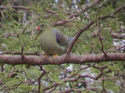 African green pigeon.jpg
