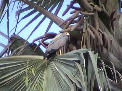 African harrier hawk.jpg