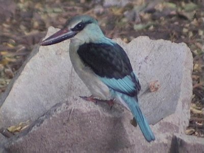 Blue-breasted kingfisher3.jpg