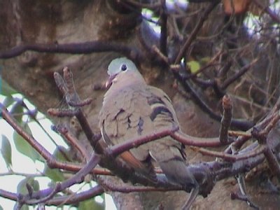 Blue-spotted wood dove1.jpg