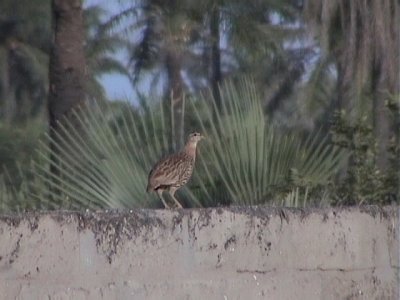 Double-spurred francolin.jpg