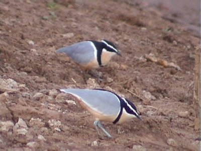 Egyptian plover2.jpg