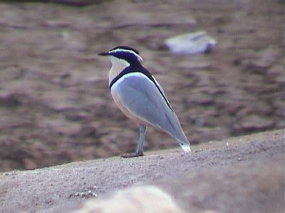 Egyptian plover11.jpg