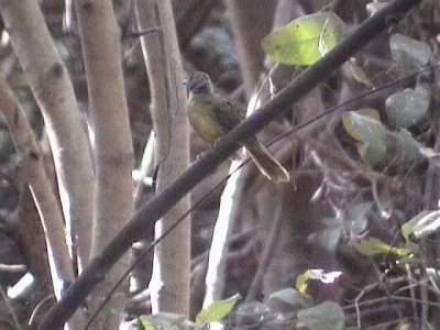 Grey-headed bristlebill1.jpg