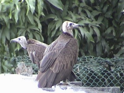 Hooded vulture.jpg