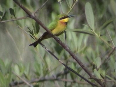 Little bee-eater2.jpg