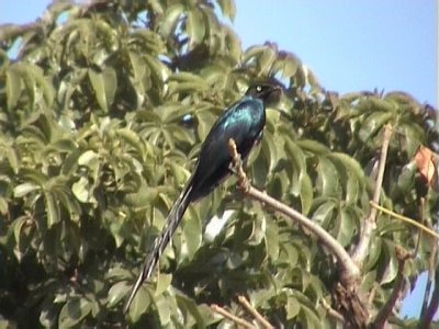 Long-tailed glossy starling1.jpg