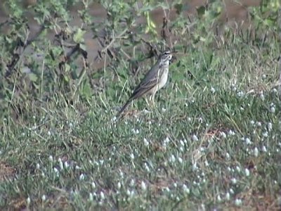 Plain-backed pipit.jpg