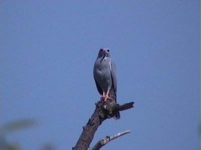 Lizzard buzzard1.jpg