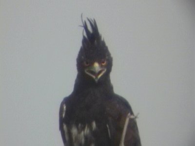 Long-crested eagle1.jpg