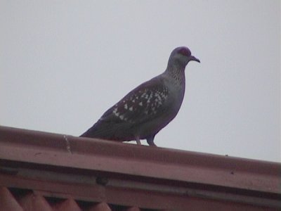 Speckled pigeon.jpg