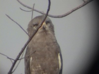 Western banded snake eagle1.jpg