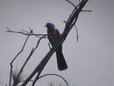 Western grey plantaineater.jpg