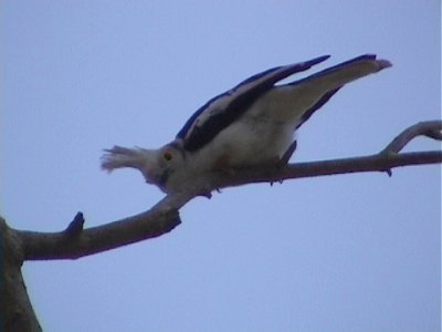 White-crested helmet shrike.jpg