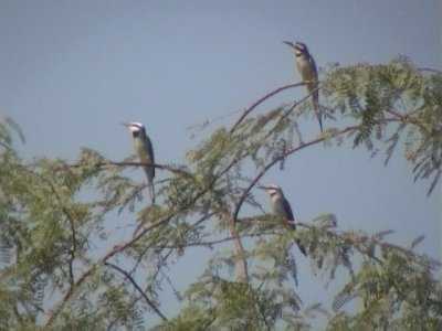 White-throated bee-eater1.jpg