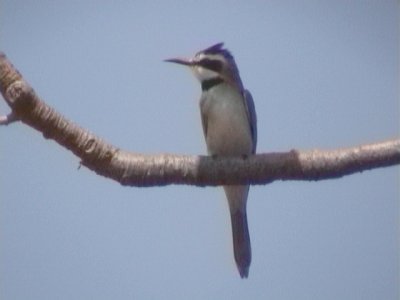 White-throated bee-eater5.jpg