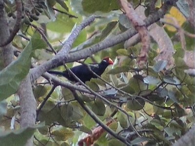 Violet turaco.jpg