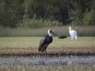 Woolly-necked stork.jpg