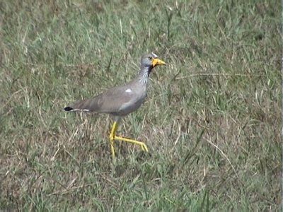 Yellow wattled plover.jpg