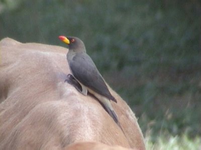 Yellowbilled oxpecker.jpg