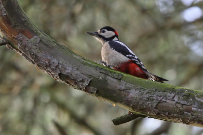 Strre hackspett - Great Spotted Woodpecker (Dendrocopos major)