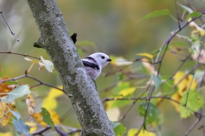 Stjrtmes - Long-tailed Tit (Aegithalos caudatus)