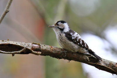 Mindre hackspett - Lesser Spotted Woodpecker (Dendrocopos minor)