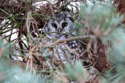 Prluggla - Tengmalm's Owl (Aegolius funereus)