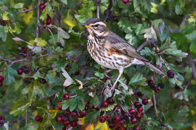 Rdvingetrast - Redwing (Turdus iliacus)