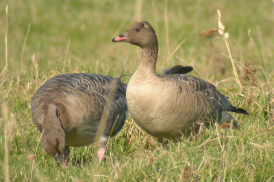 041011 Pink-footed Goose.jpg