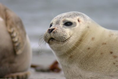 041014 Common seal.jpg